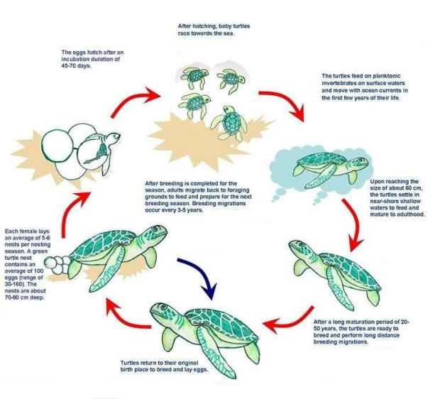 The-life-cycles-of-sea-turtles